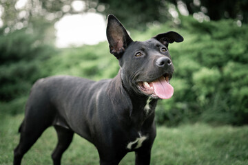 american staffordshire terrier