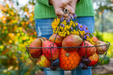 Autumn harvest in the garden. A basket of fruit held in the hands.