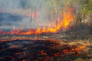 Forest fire. Deciduous trees and grass engulfed in flames with smoke.