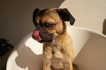 
Hund auf einem Stuhl