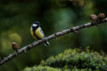 Great tit (Parus major) on a branch with a dark background in the forest in the south of the Netherlands
