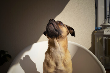
Hund auf einem Stuhl.