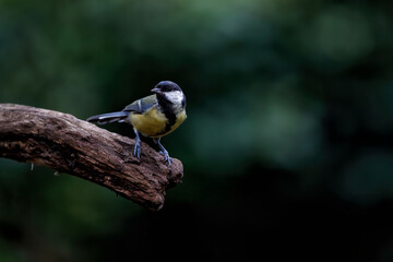 Great tit (Parus major) on a branch with a dark background in the forest in the south of the Netherlands
