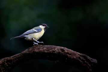 Great tit (Parus major) on a branch with a dark background in the forest in the south of the Netherlands