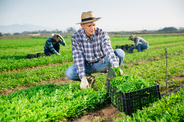 Experienced farmer harvesting green garden rocket on farm plantation on sunny summer day