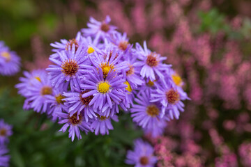Autumn asters in the garden.