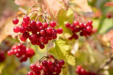 Bunches of ripe viburnum  berries on bush.