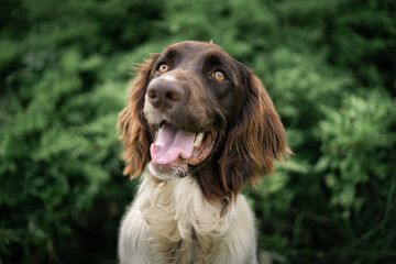 Dog shelter puppy portrait