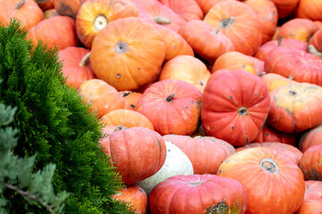 Bright orange pumpkins stacked in a large heap at the autumn fair of agricultural products of the autumn harvest.
