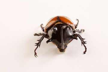 カブトムシ