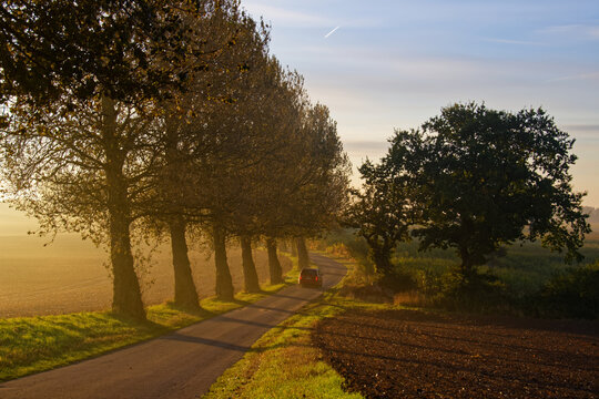 Pappeln im Sonnenlicht