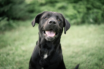 Dog photography - Black Dog Portrait