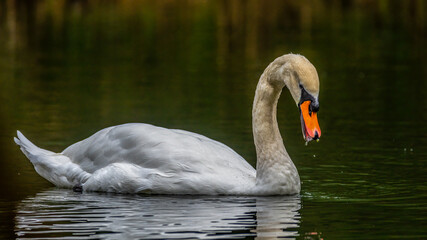 cygnus, bird, wasser, see, weiß, natur, tier, wild lebende tiere, teich,