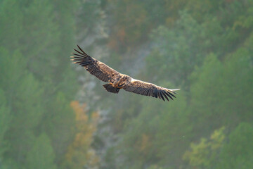 Top view of vulture gliding over the forest