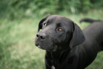 Dog photography - Black Dog Portrait