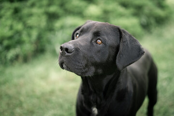 black labrador retriever