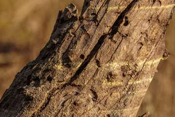 Water levels from pollen on a dead tree in a dam