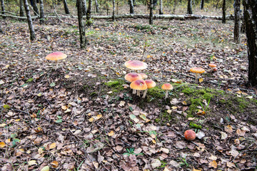 toadstool in the grass