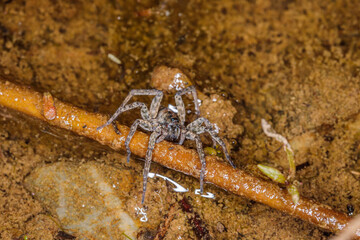 Fishing Spider on a dam