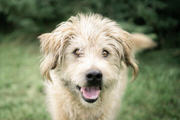golden retriever dog