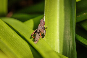 Grasshopper crawling on a leaf