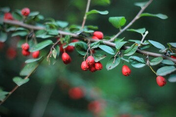 Red autumn berries on a blurred dark background of green leaves. Branch with green dark leaves and bright red berries on a dark bokeh background, bright postcard, photo on wallpaper, sunny autumn day,