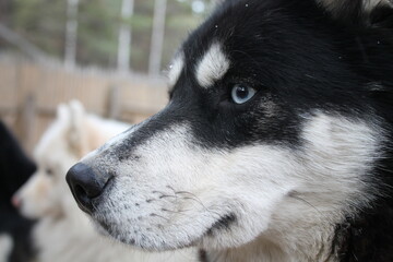 husky dog portrait