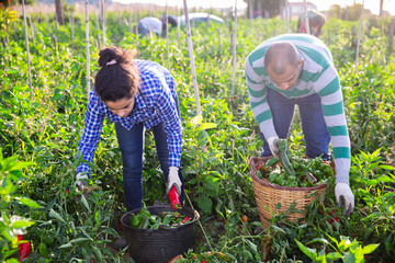 Hispanic male and female horticulturists working in farm field in autumn, harvesting ripe bell peppers..
