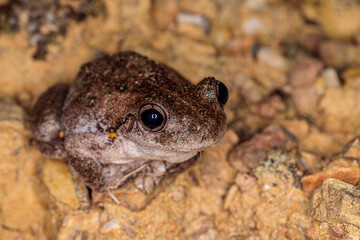Peron’s Tree Frog