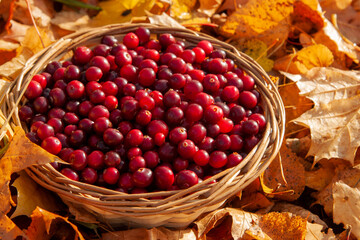 Full basket with juicy red cranberries in a basket on an autumn background of fallen leaves with copy space. Cranberry national holiday and Thanksgiving Day.