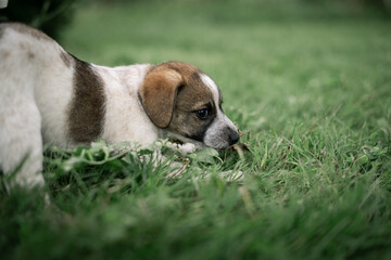 Dog shelter puppy portrait