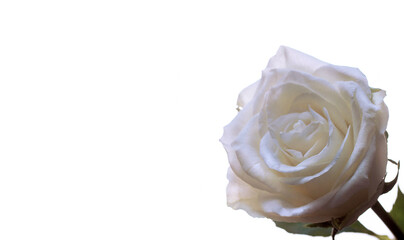 Beautiful creamy white rose flower on white background