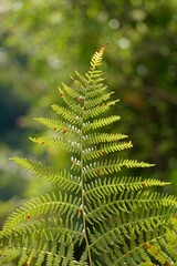 green fern leaf in the nature in autumn season, green background