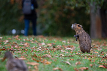 Nutria on the island