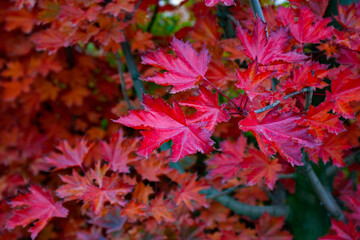 Autumn colorful red maple leaf. 
Beautiful Autumn Leaves background