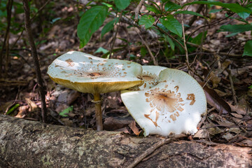 large white mushroom in the forest