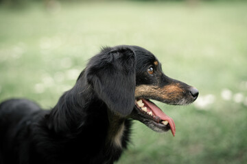 Dog shelter puppy portrait