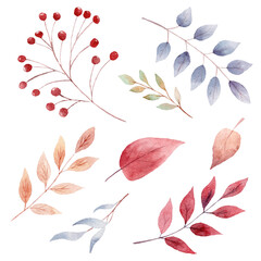 Hand painted watercolor fall leaves and berries. Autumn clipart. Graphics for thanksgiving card, invitations.
