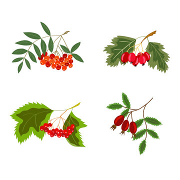 Rowan, hawthorn, viburnum, rosehip color, set