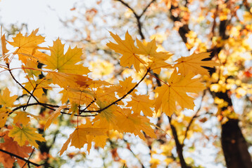 Autumn yellow maple leaves background