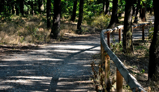 forest threshing beige gravel roads in sloping terrain have on one side a wooden simple fence or railing to keep tourists to stick to the path. Behind the fence are rare plants and medieval monuments.