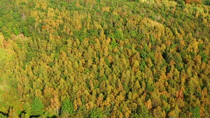 a Mixed forest filmed fast down from above in 4k