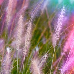 white flowers and sunlight in the garden in autumn season