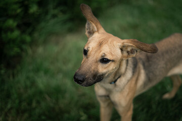 portrait of a dog