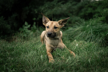 german shepherd dog