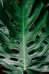 Closeup nature view of green leaf . Flat lay, dark nature concept, tropical leaf