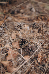cone lies on the graund, autumn vibes