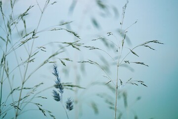 plants and blue sky in the nature in autumn season, blue background