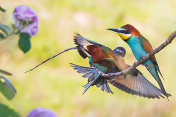 beautiful birds clash sitting on a branch