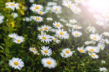 Fototapeta premium Lots of big daisies